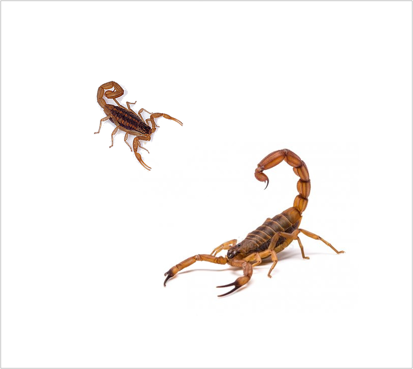 Skorpion chorwacki